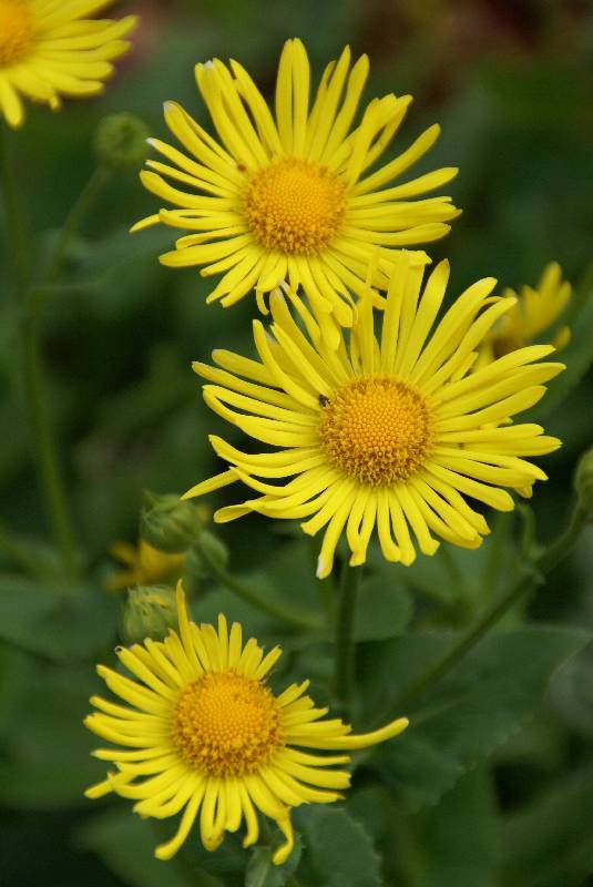 Unser Orchideenpark Bild Nr.019